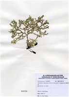 藏品(扁乳節藻)的圖片